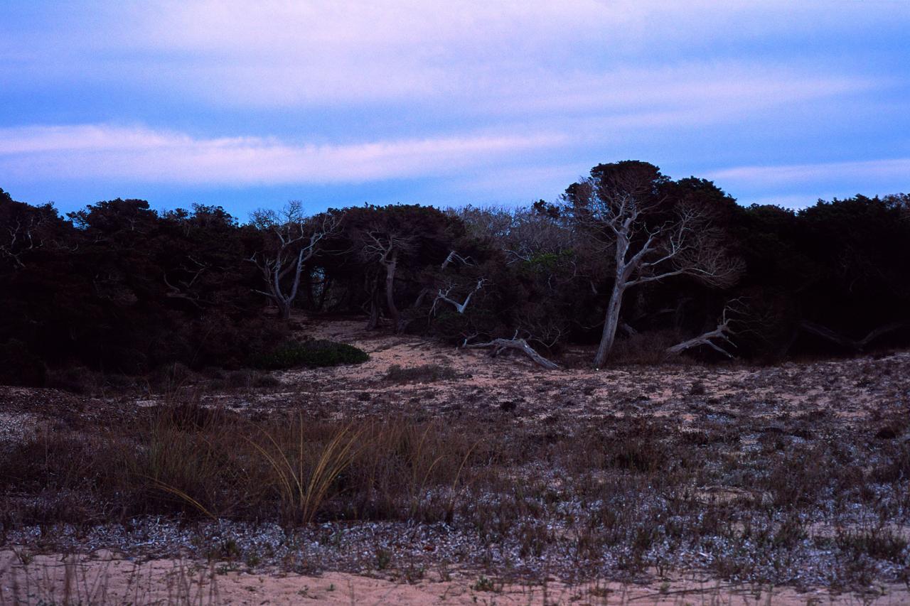 Sabinas y árboles secos sobre las dunas al anochecer, bajo un cielo azul
