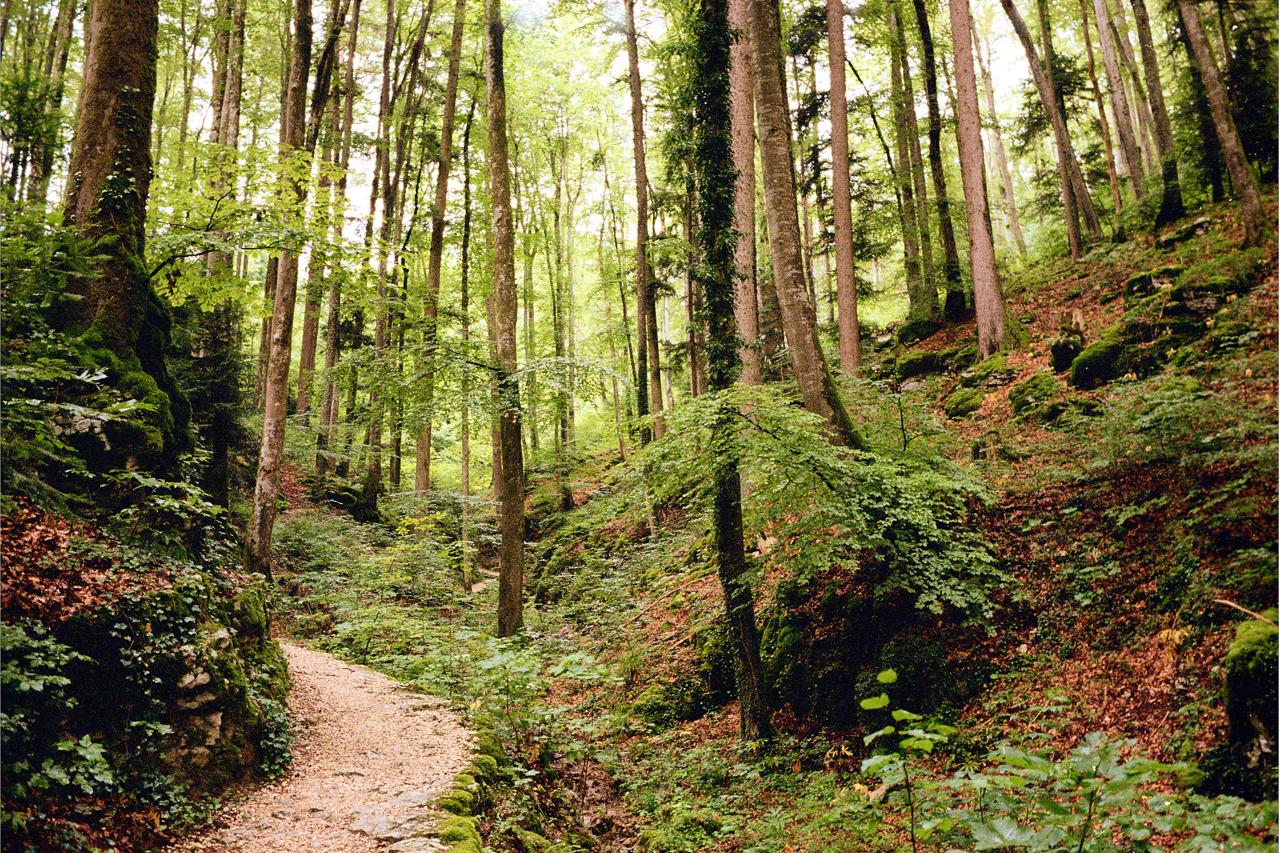 Sendero entre árboles altos y musgo en un bosque frondoso