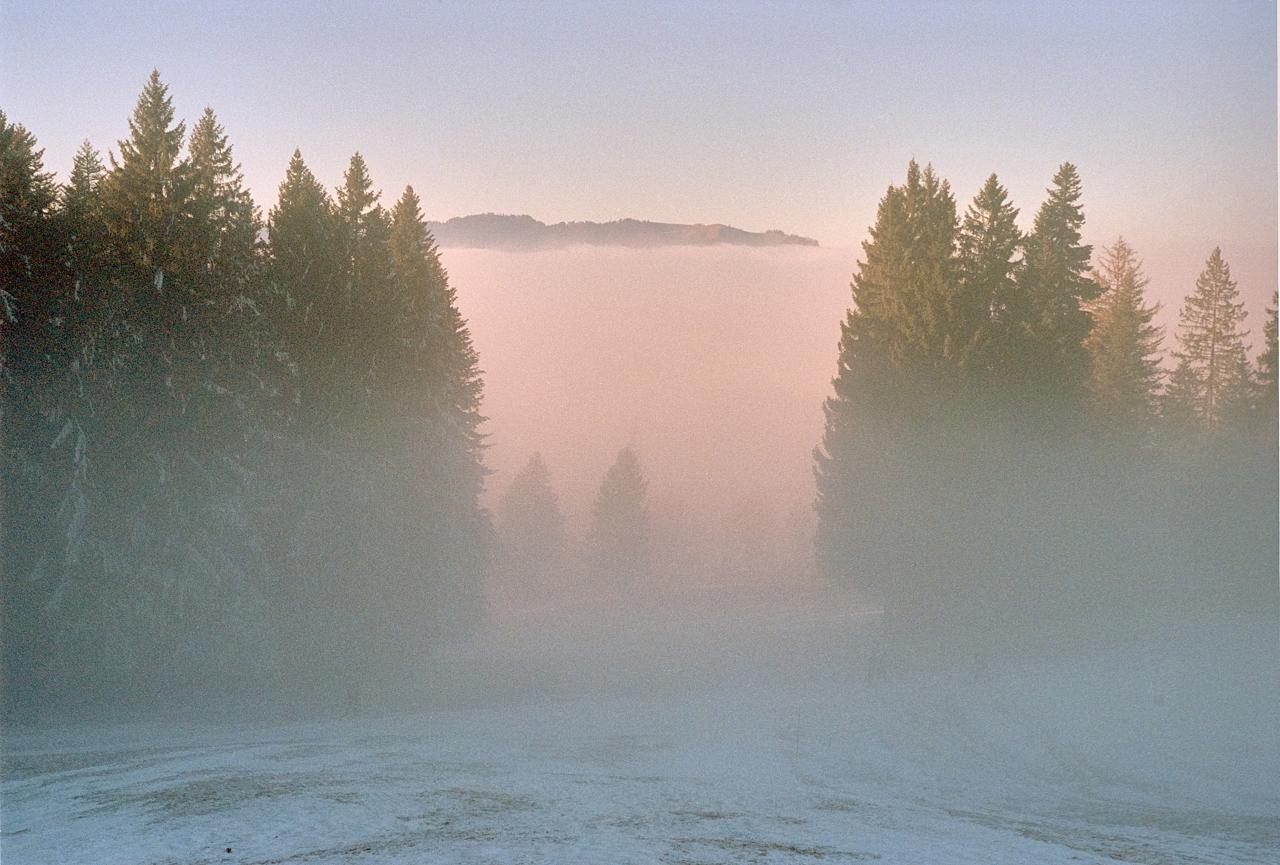 Claro entre abetos envuelto en niebla anaranjada al amanecer, con el suelo escarchado