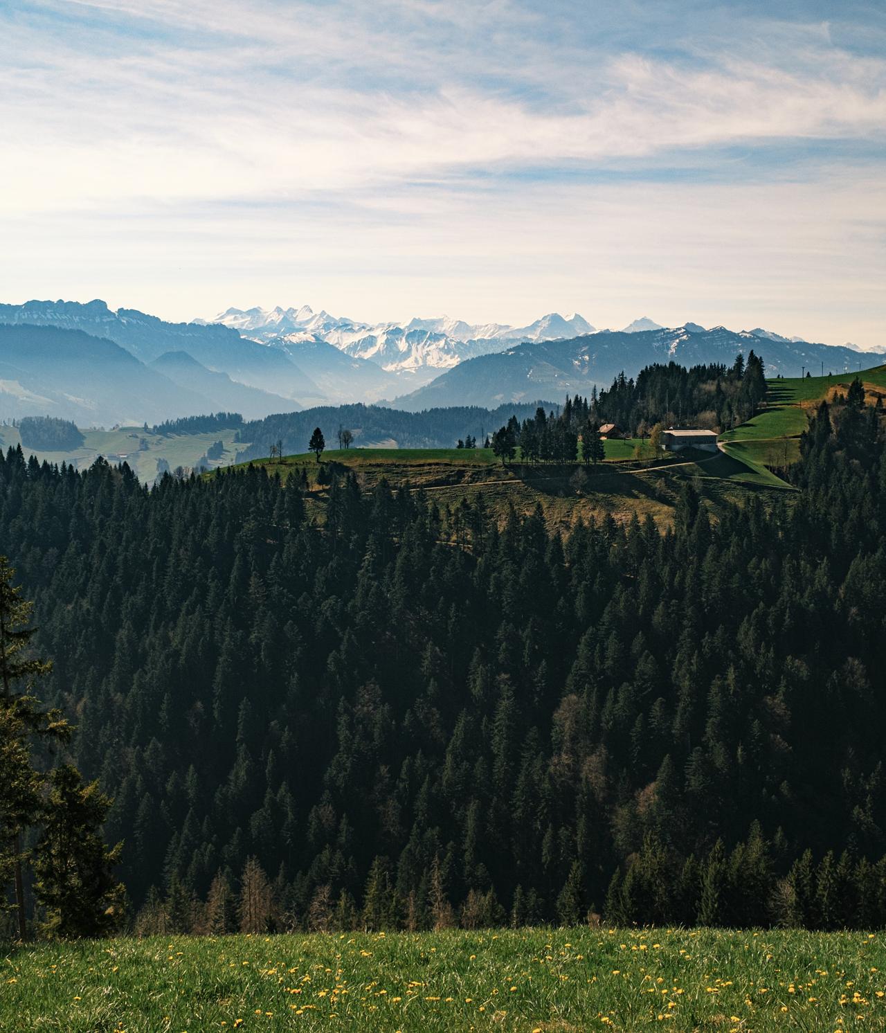 Colinas cubiertas de abetos y prados, con los Alpes nevados en el horizonte