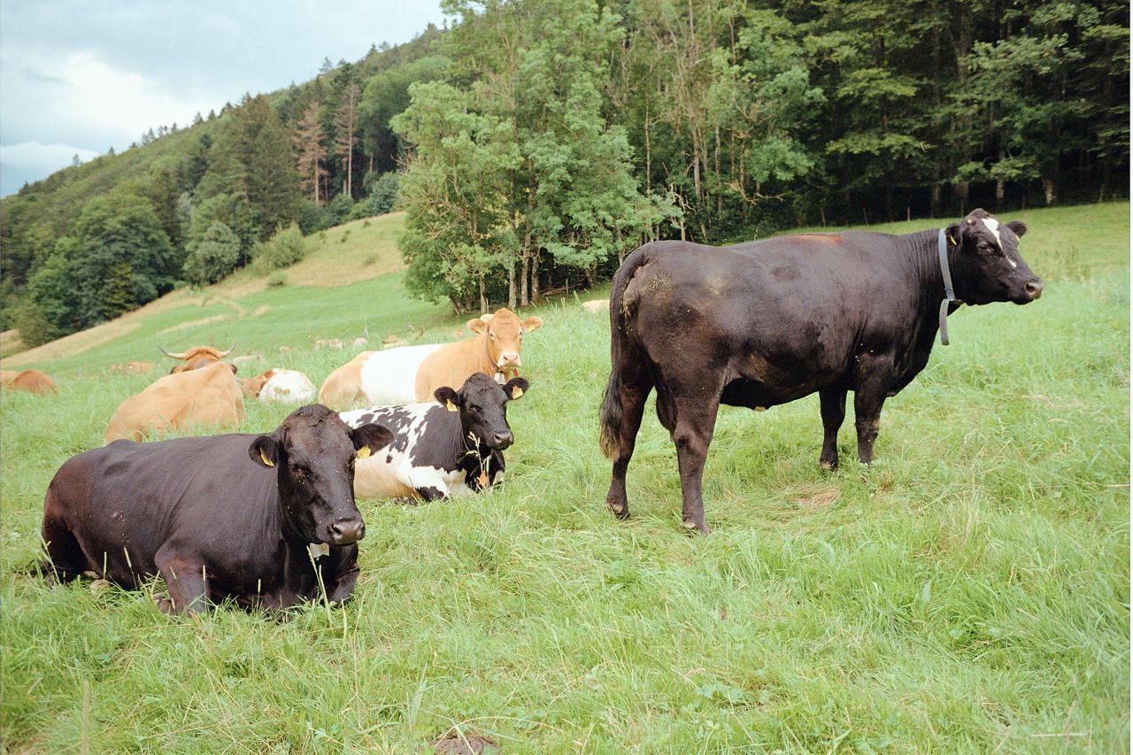 Vacas negras, blancas y pardas descansando en un prado junto al bosque