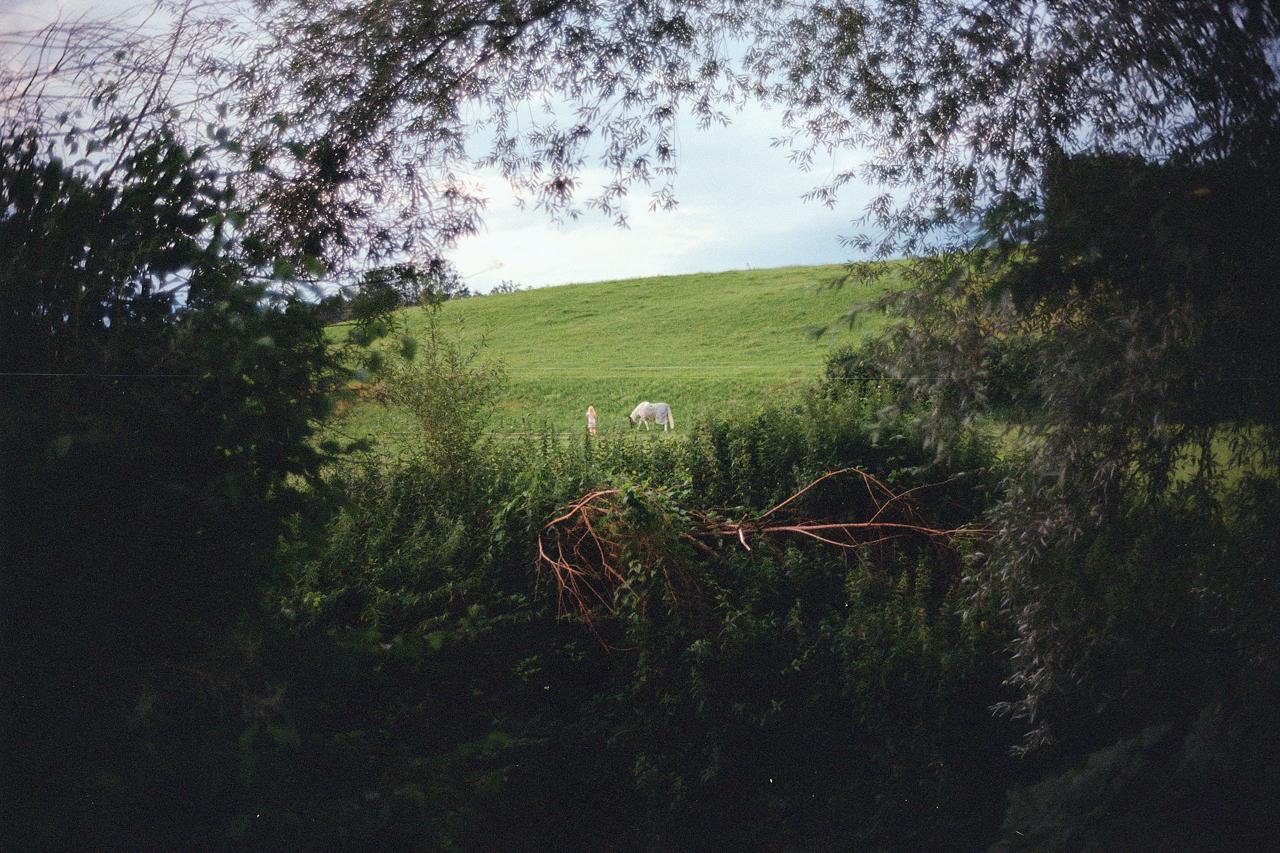 Caballo blanco pastando en una colina verde, visto entre los árboles