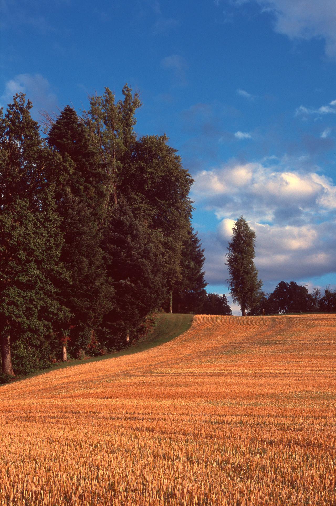Campo de cereal segado y dorado junto a una hilera de árboles bajo un cielo azul con nubes
