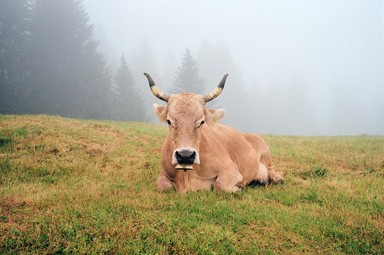 Vaca parda con cuernos tumbada en la hierba mirando a cámara, entre la niebla