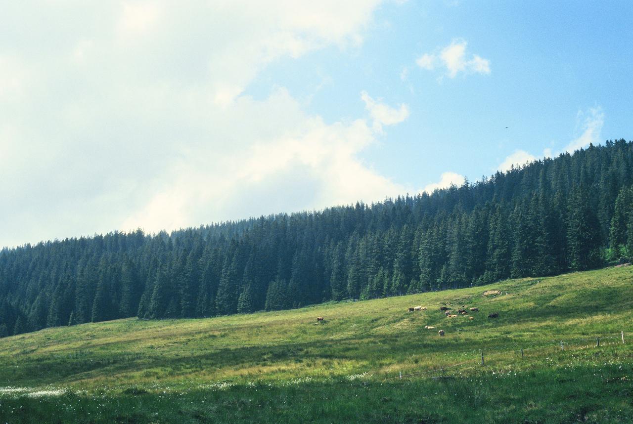 Vacas pastando en un prado de montaña al pie de una ladera cubierta de abetos