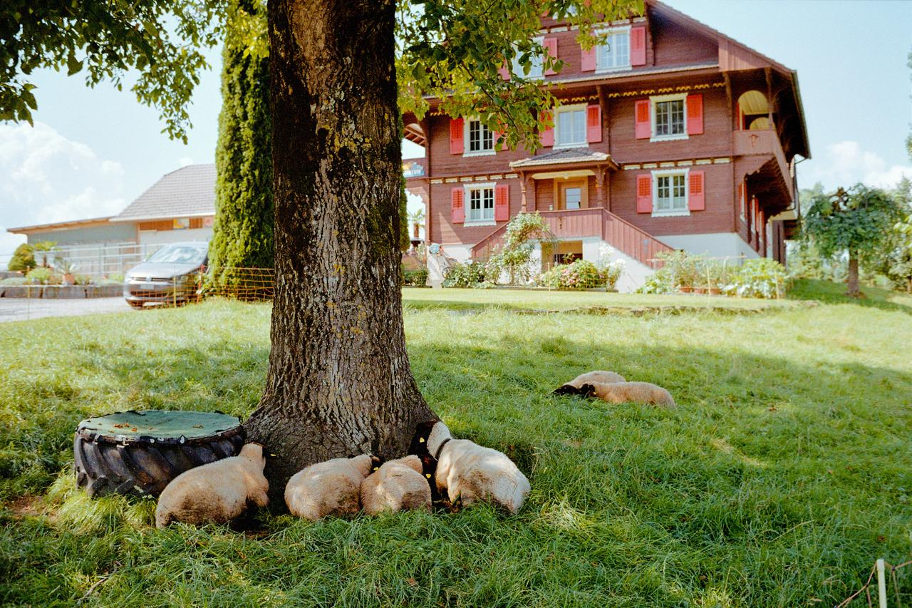 Ovejas durmiendo a la sombra de un gran árbol frente a una casa de campo