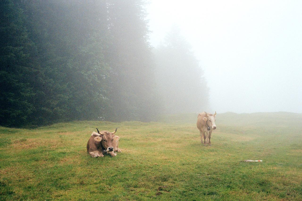 Dos vacas pardas en un prado junto a un bosque de abetos cubierto de niebla