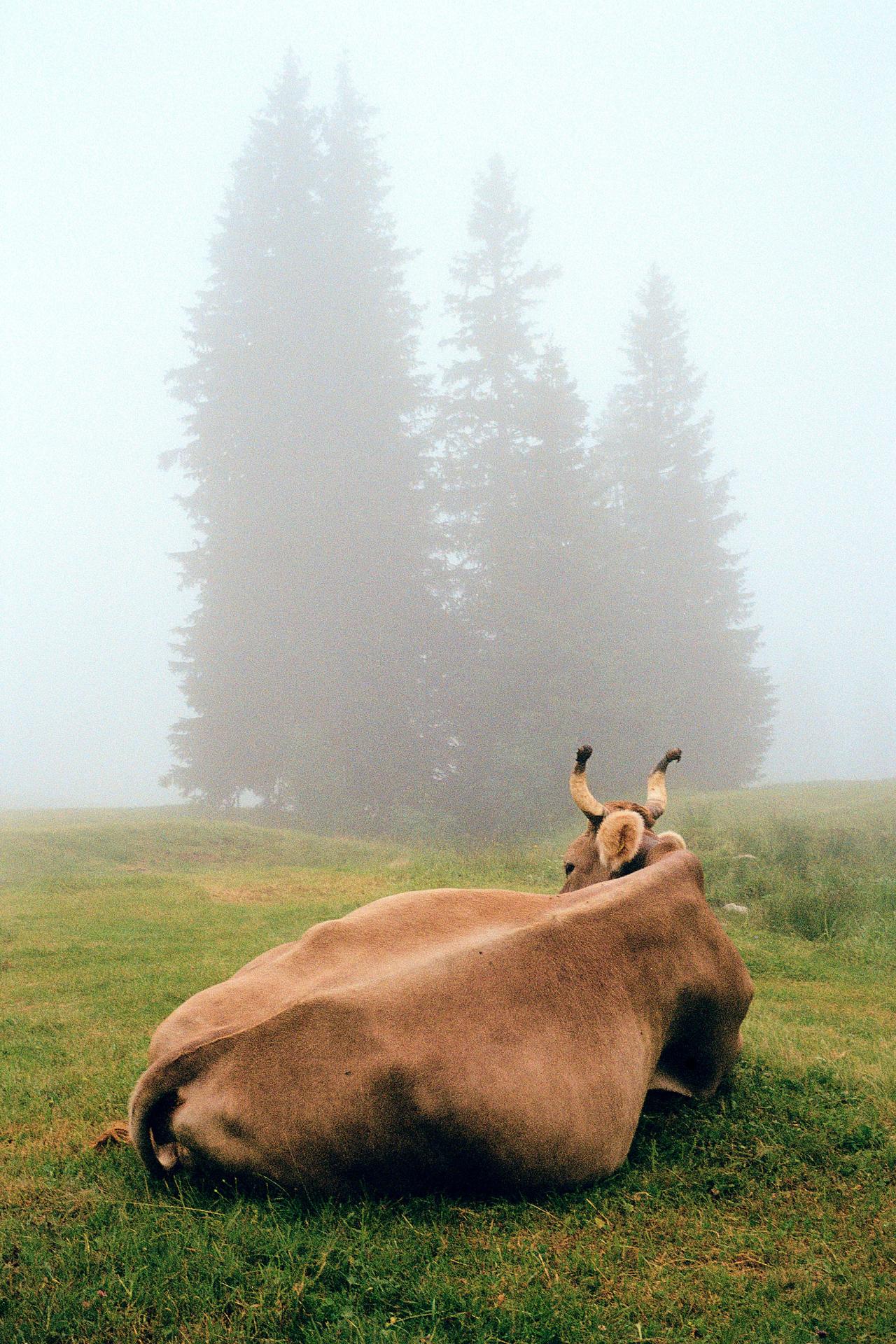 Vaca parda de espaldas mirando tres abetos altos que se pierden en la niebla