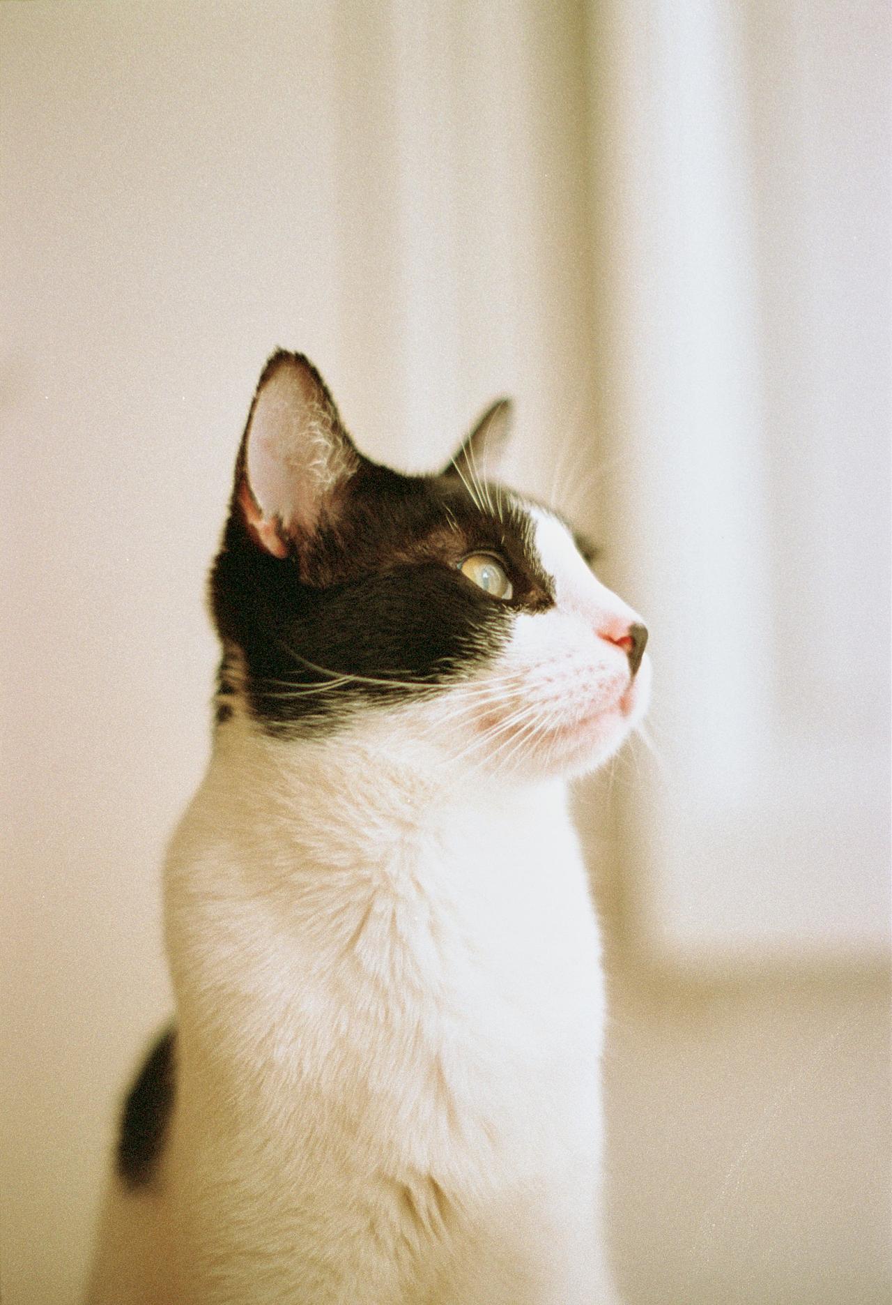 Perfil de un gato blanco y negro mirando hacia la luz