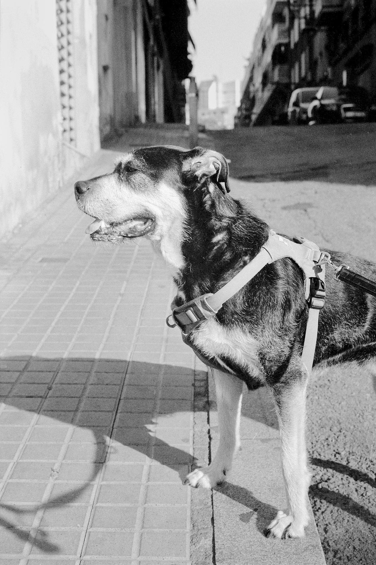 Perro con arnés sentado en la acera de una calle soleada, en blanco y negro