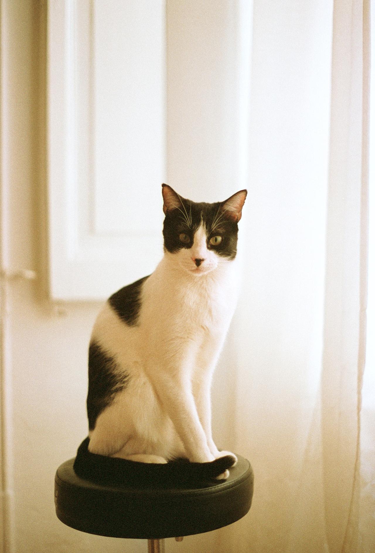 Gato blanco y negro sentado sobre un taburete junto a una ventana
