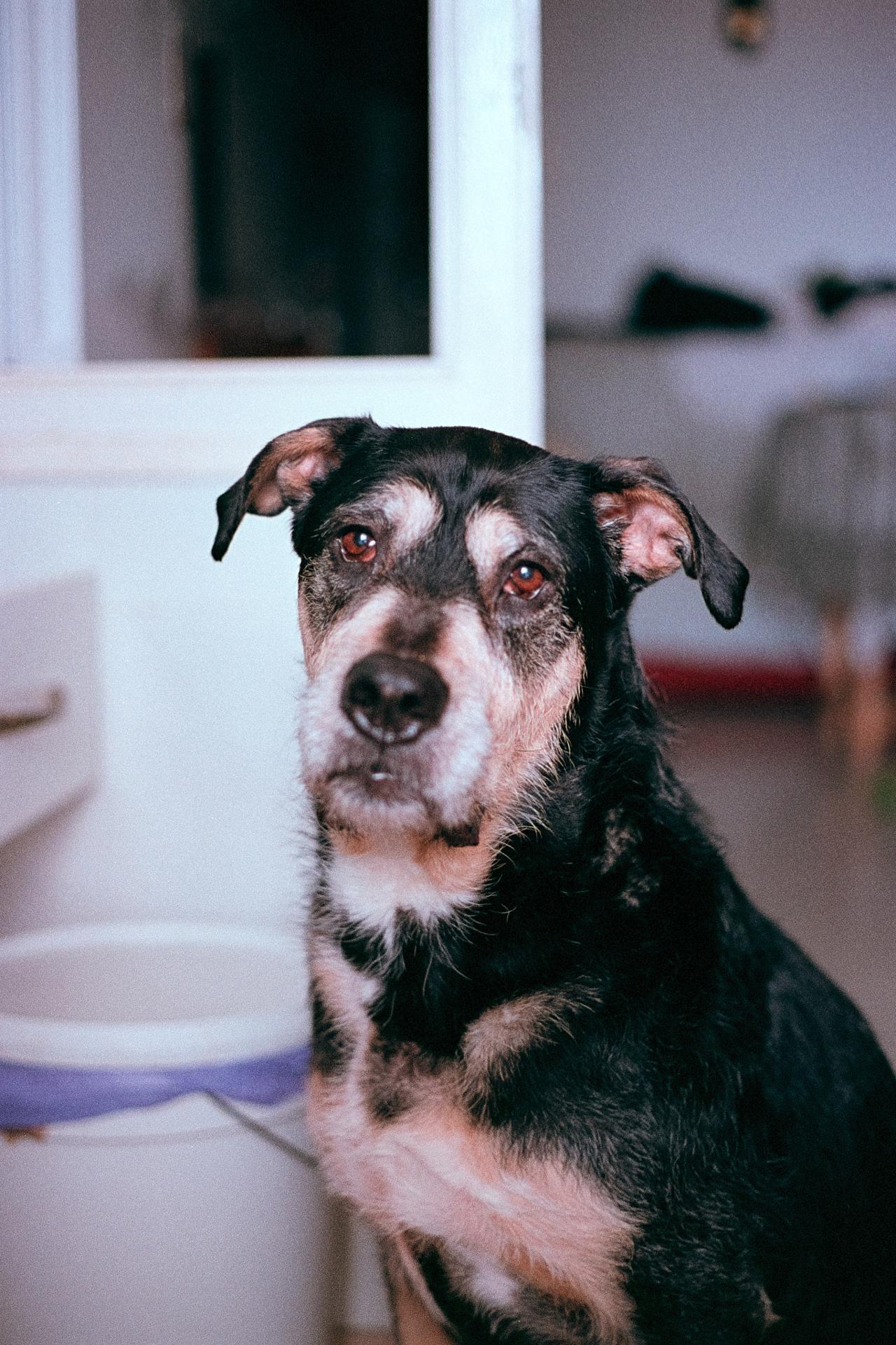 Perro mestizo negro y canela sentado mirando a cámara dentro de casa